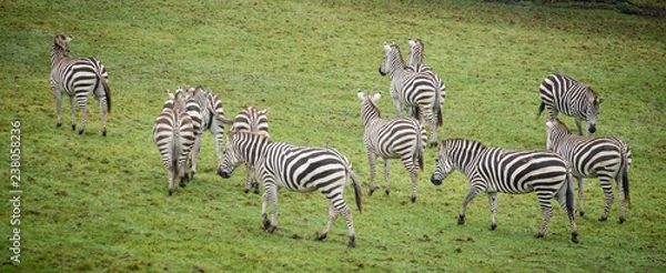 Obraz zebra