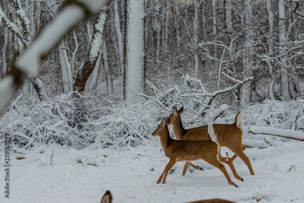 Fototapeta Running deers in frosted forest