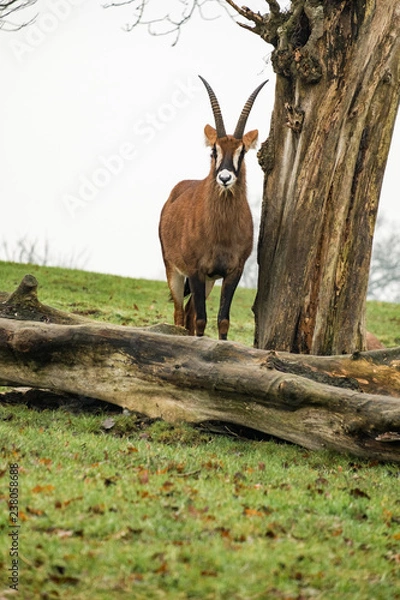 Obraz antelope