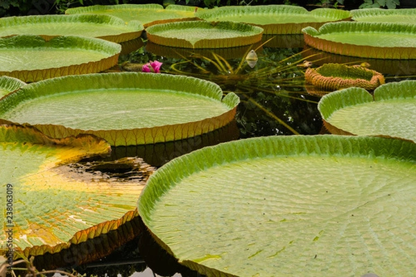 Obraz Giant lily pad
