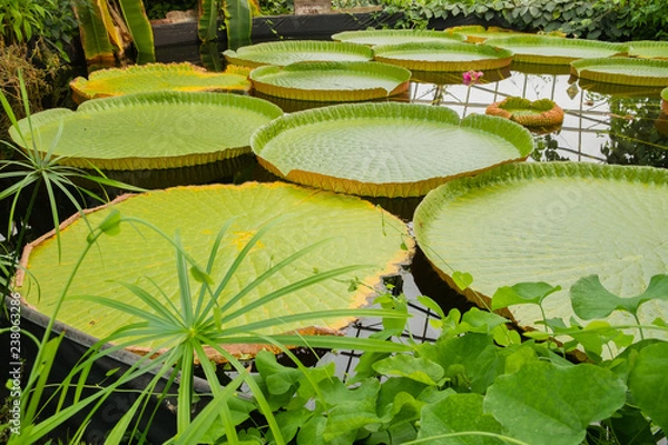 Obraz Giant lily pad