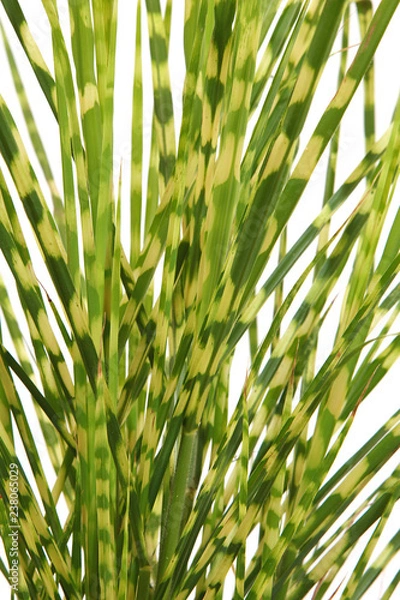 Fototapeta Miscanthus sinensis zebrinus