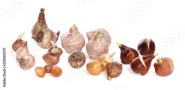 Obraz Bulbes à fleurs