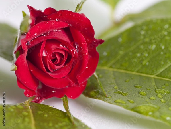 Fototapeta eine rote Rosenblüte