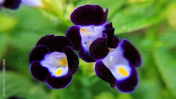 Fototapeta Violet flower