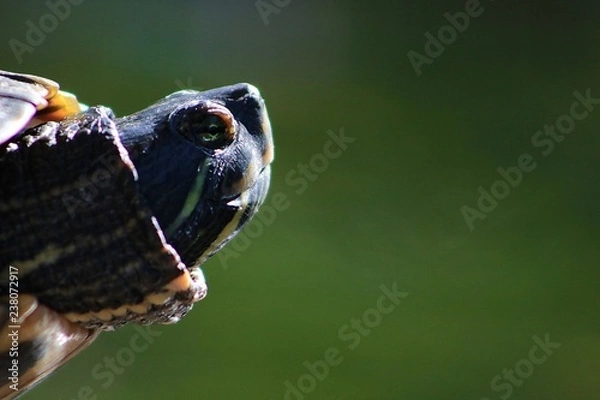 Fototapeta Turtle smiling