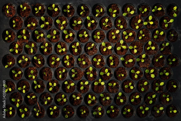 Fototapeta Farma Hydroponic Plantation, Rośliny na tacy szkółkarskiej.
