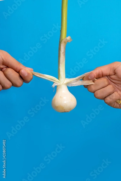 Fototapeta Fighting for onions