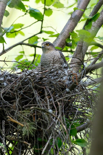 Obraz Eurasian Sparrowhawk (Accipiter nisus).