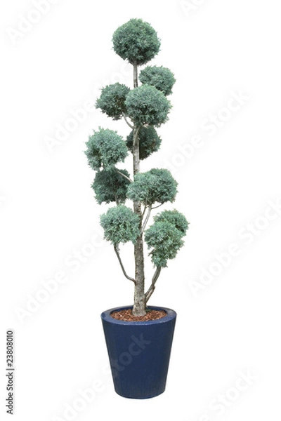 Obraz conifère taillé en boule