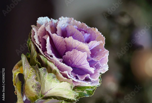Obraz Cabbage Flower Details 