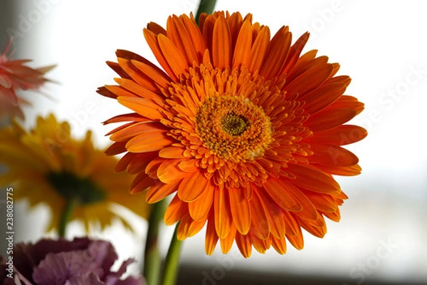 Obraz Orange Daisy Flower Gerbera