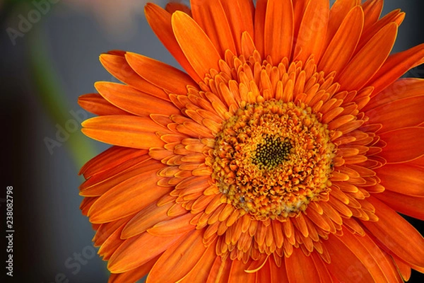 Obraz Orange Daisy Flower Gerbera