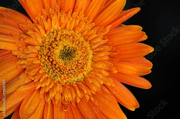 Obraz Orange Daisy Flower Gerbera
