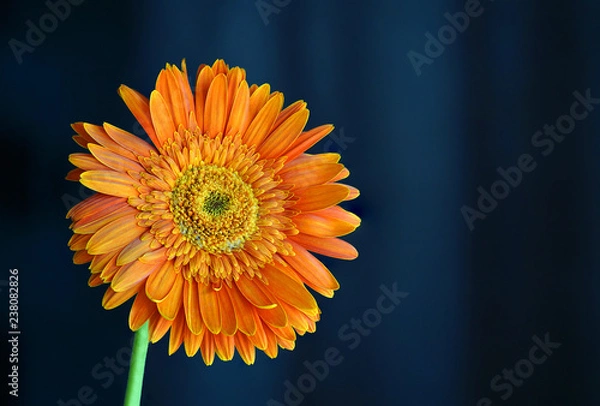 Obraz Orange Daisy Flower Gerbera