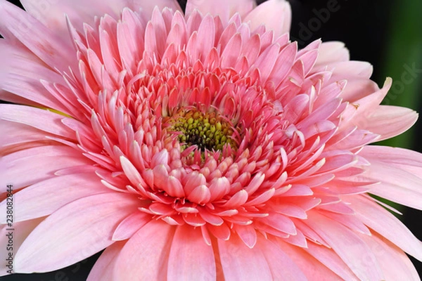 Obraz Pink Daisy Flower 