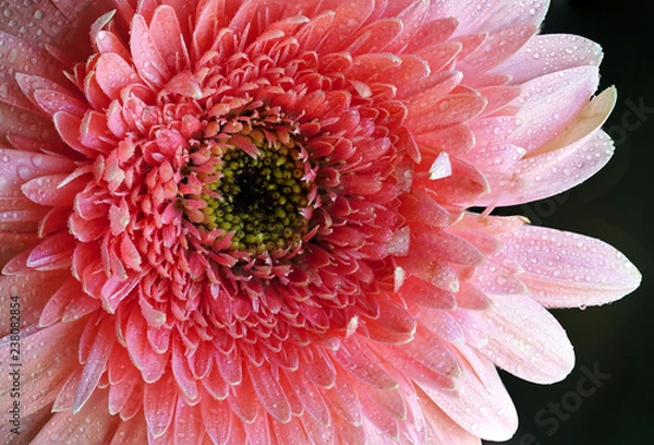 Obraz Pink Daisy Flower 