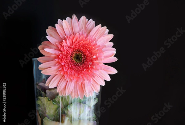 Obraz Pink Daisy Flower 
