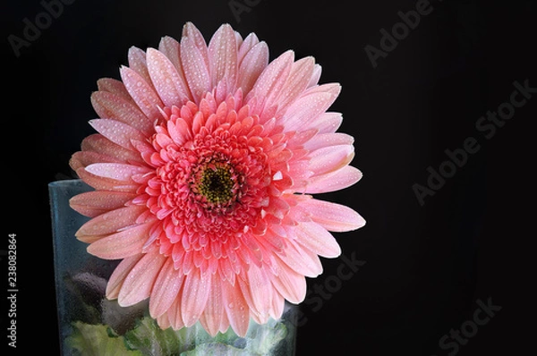 Obraz Pink Daisy Flower 