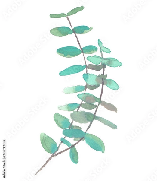 Fototapeta Curved branch of light green eucalyptus painted in watercolor on clean white background