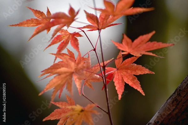 Fototapeta 秋の風景