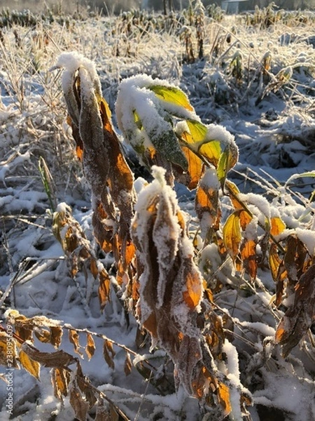 Fototapeta Bright red frozen berries of the forest cranberries sprinkled with pieces of ice