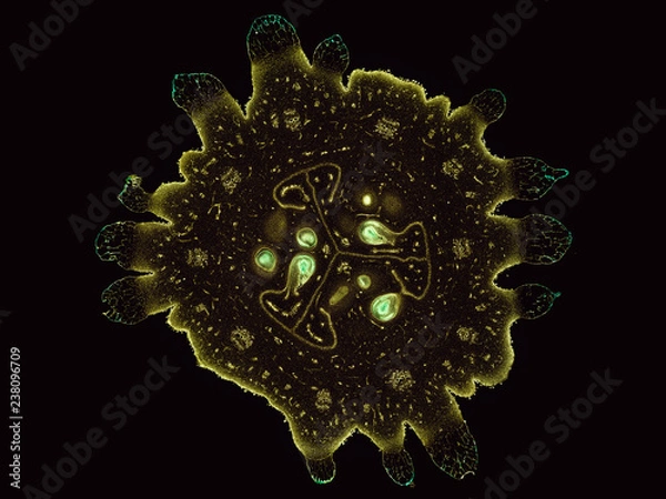 Fototapeta cucumis cucumber fruit - cross section cut under the microscope – microscopic view of plant cells for botanic education