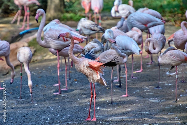 Fototapeta Chilean flamingo (Phoenicopterus chilensis)