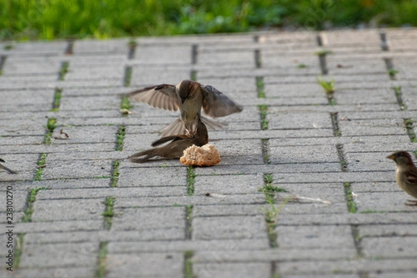 Fototapeta sparrows and a piece of bread