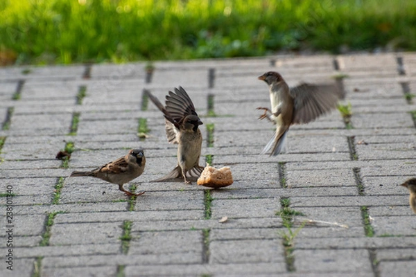 Obraz sparows and a piece of bread