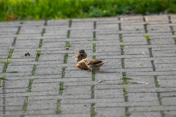 Fototapeta sparows and a piece of bread