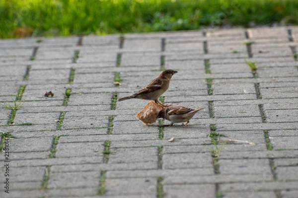 Obraz sparows and a piece of bread