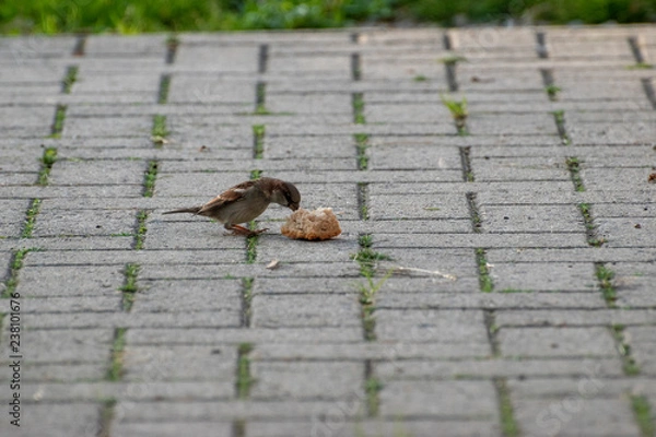 Obraz sparows and a piece of bread
