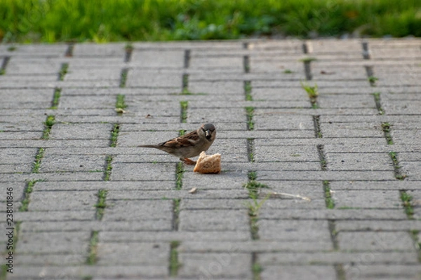 Obraz sparows and a piece of bread