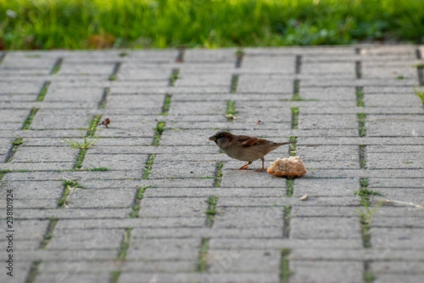 Obraz sparows and a piece of bread