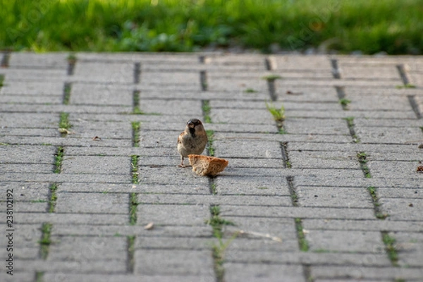 Obraz sparows and a piece of bread