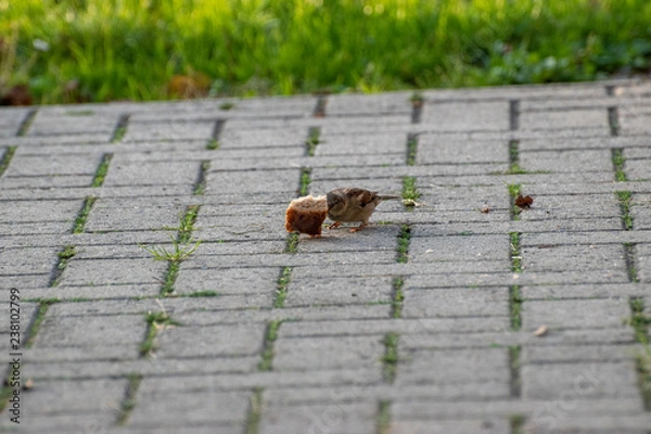Obraz sparows and a piece of bread