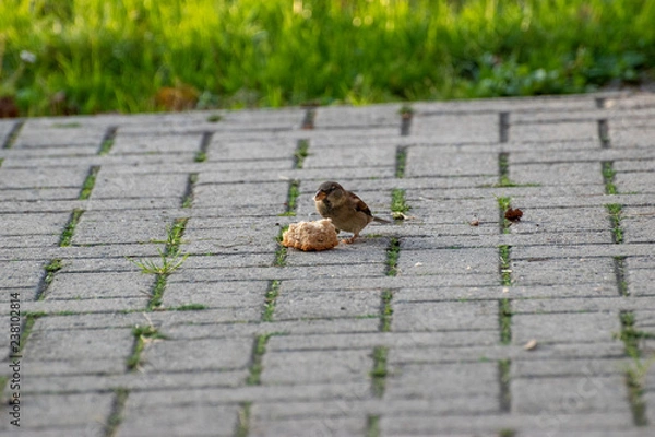 Obraz sparows and a piece of bread