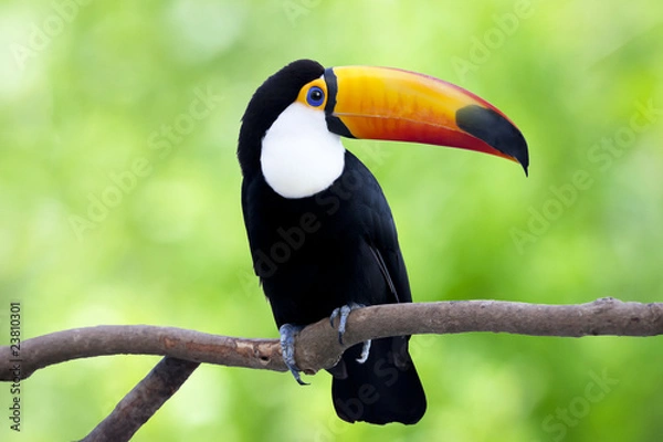 Obraz 木で休んでいるオニオオハシ