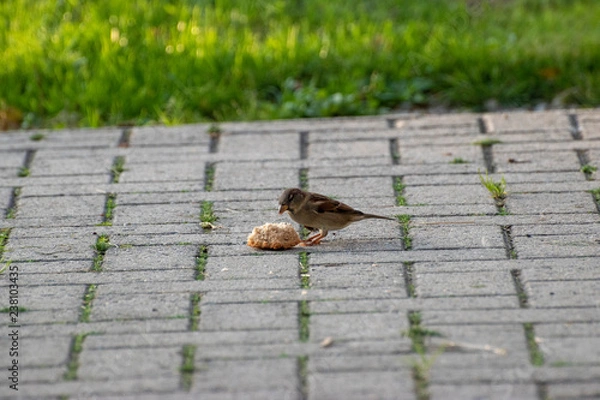Obraz sparows and a piece of bread