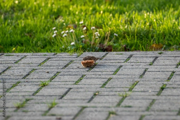 Obraz sparows and a piece of bread