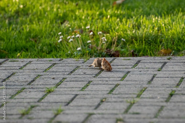 Obraz sparows and a piece of bread