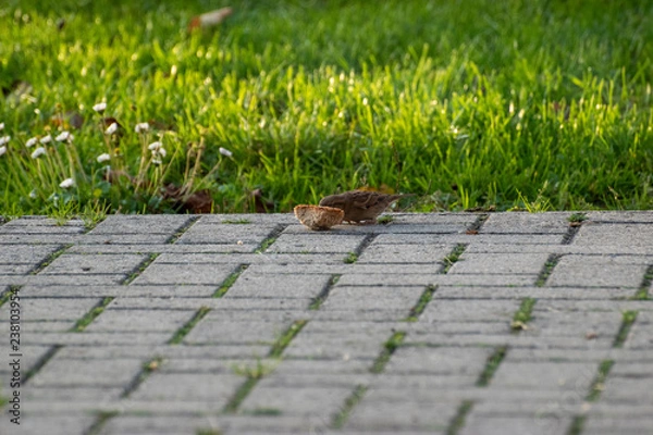 Obraz sparows and a piece of bread