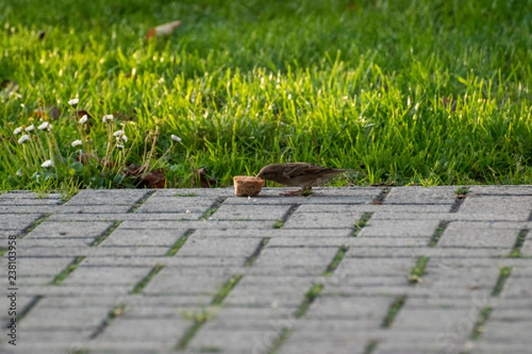 Obraz sparows and a piece of bread