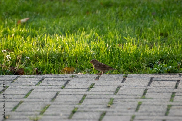 Obraz sparows and a piece of bread