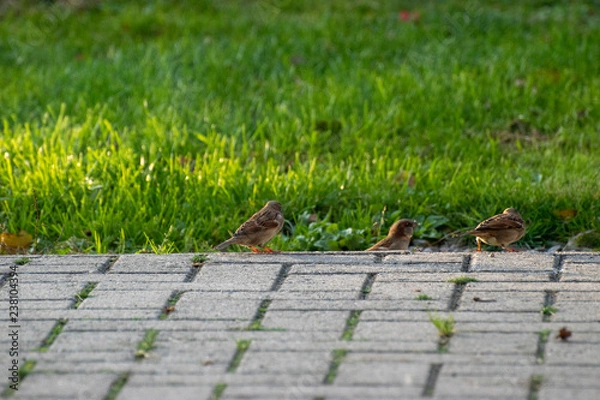 Obraz sparows and a piece of bread