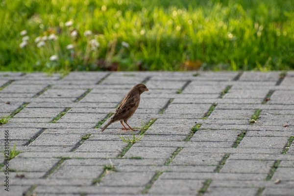 Obraz sparows and a piece of bread