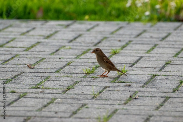 Obraz sparows and a piece of bread
