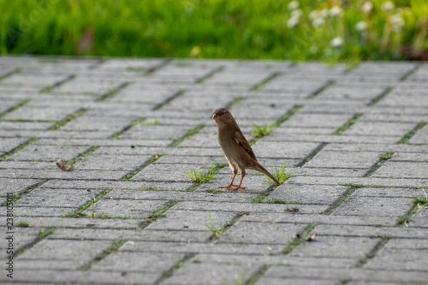 Obraz sparows and a piece of bread