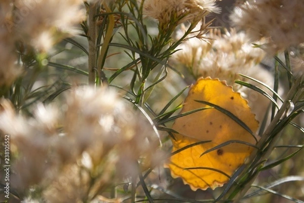 Obraz Golden Aspen leaf